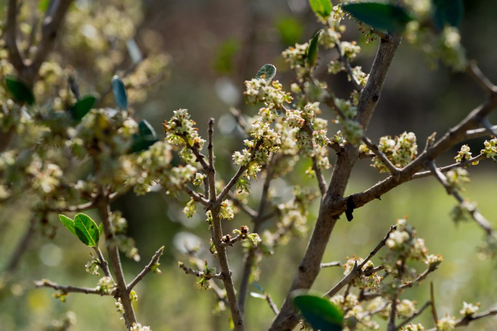 Φιλλύκι | Phillyrea latifolia L.